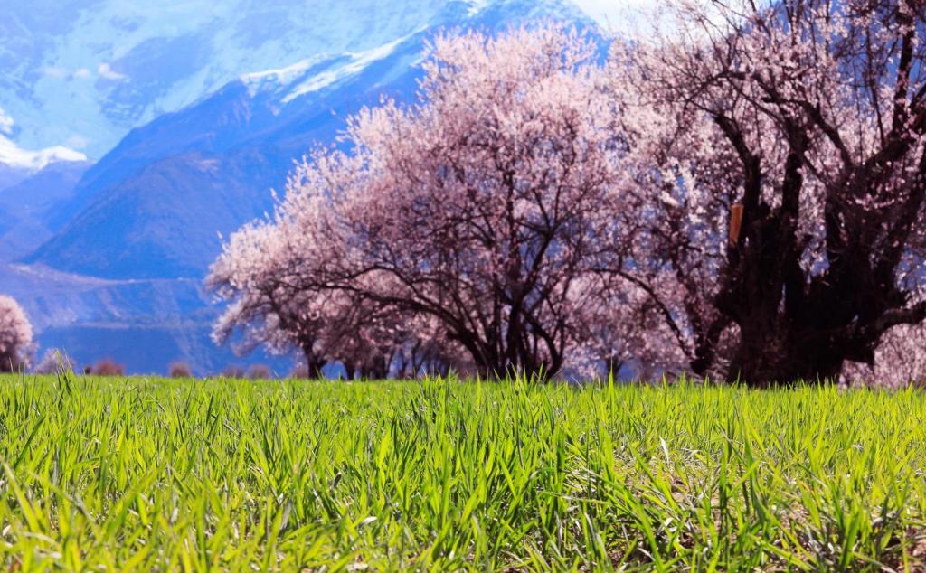 成都出發(fā)11日西藏林芝桃花節(jié)自駕游：丹巴-金川梨花-色達攝影-林芝桃花節(jié)11日自駕